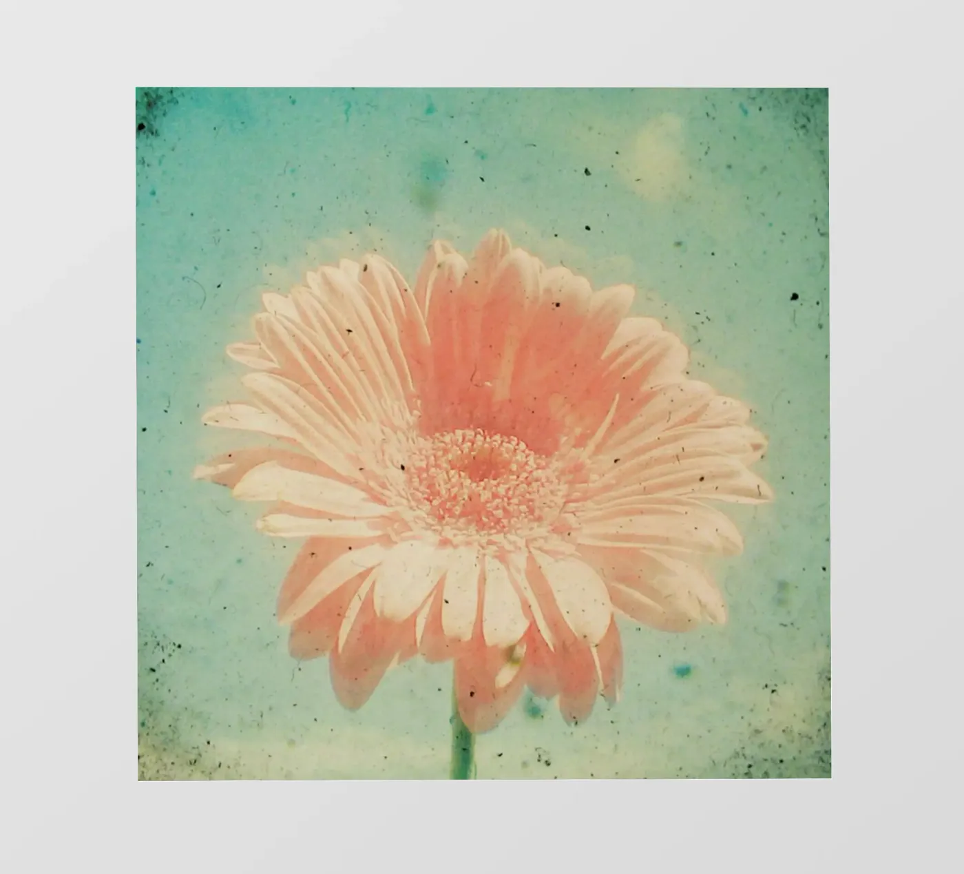 Gerbera pellicola backlit da Cassia Beck Photography