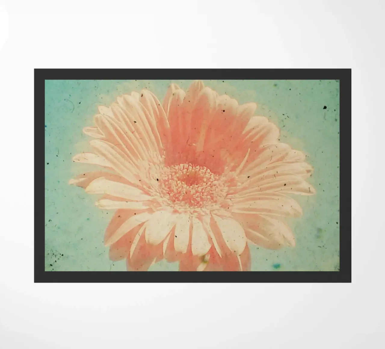 Gerbera zerbino da Cassia Beck Photography