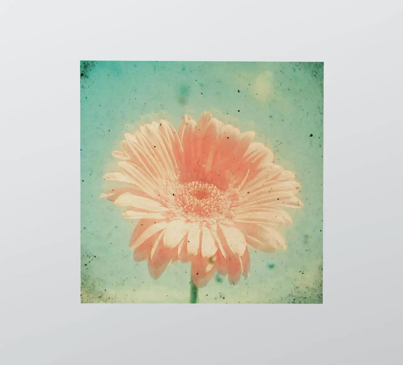Gerbera sticker van Cassia Beck Photography