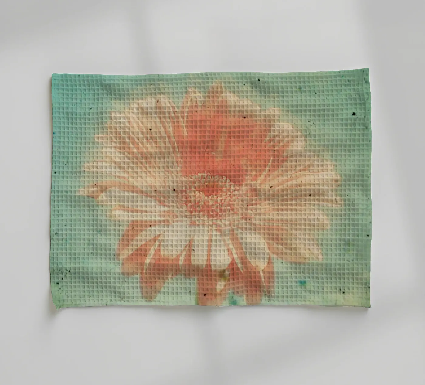 Gerbera torchon de Cassia Beck Photography
