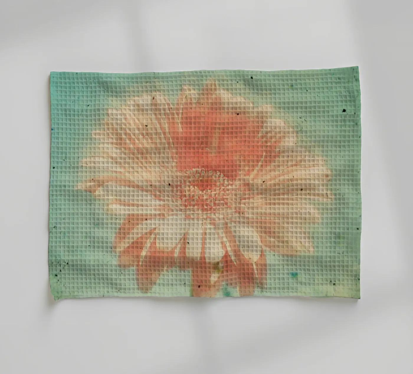 Gerbera torchon de Cassia Beck Photography