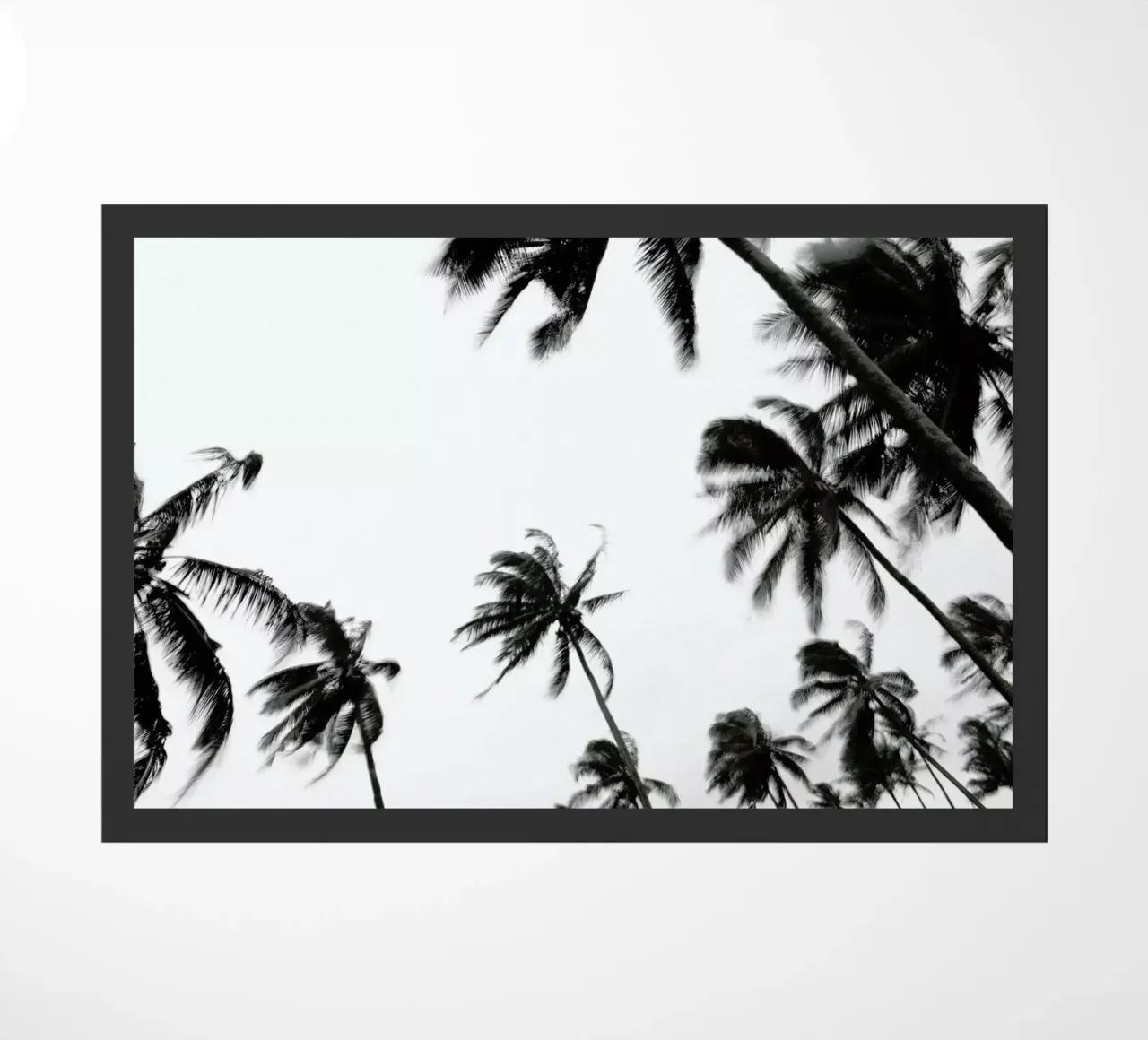 Pemba Palms zerbino da Shot By Clint