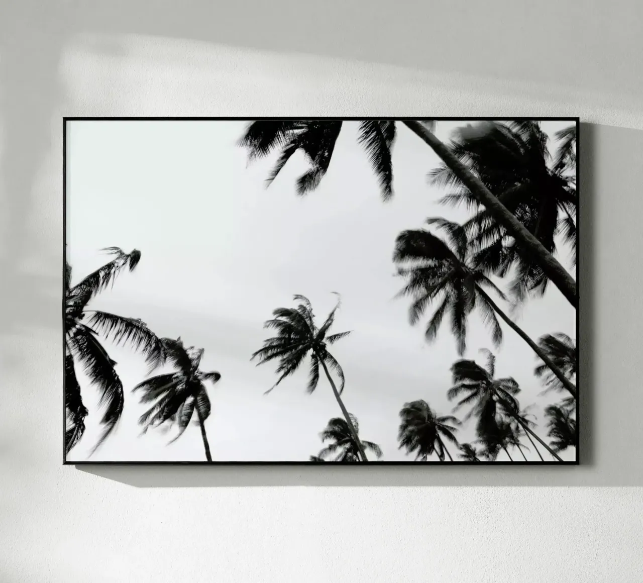 Pemba Palms plexiglass da Shot By Clint