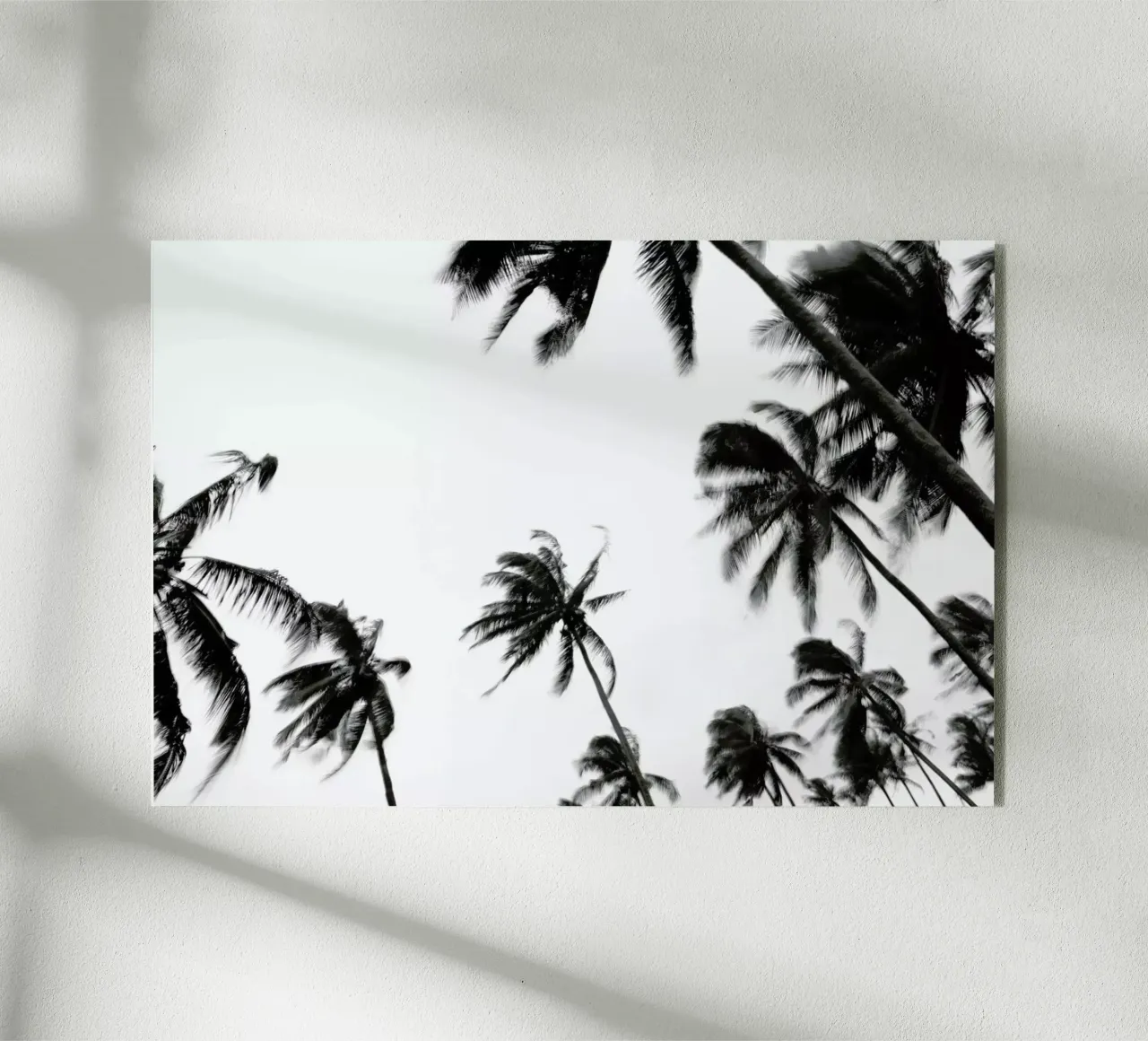 Pemba Palms plexiglass da Shot By Clint