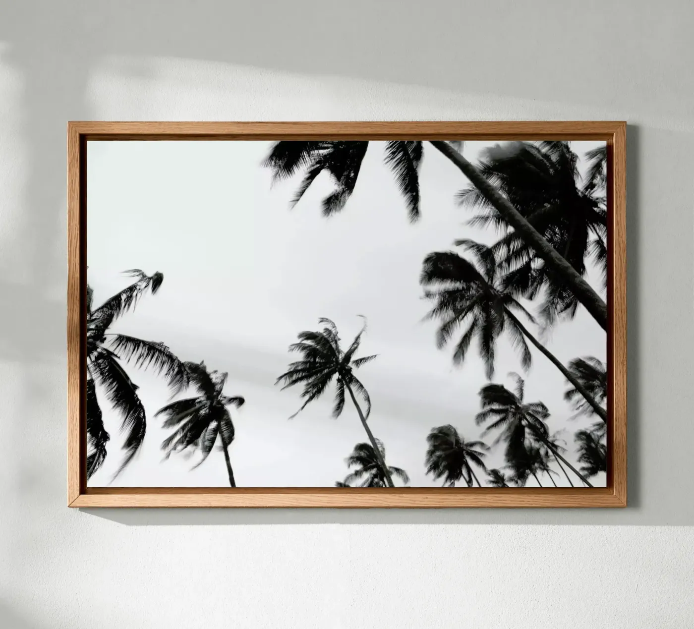 Pemba Palms pannello forex da Shot By Clint