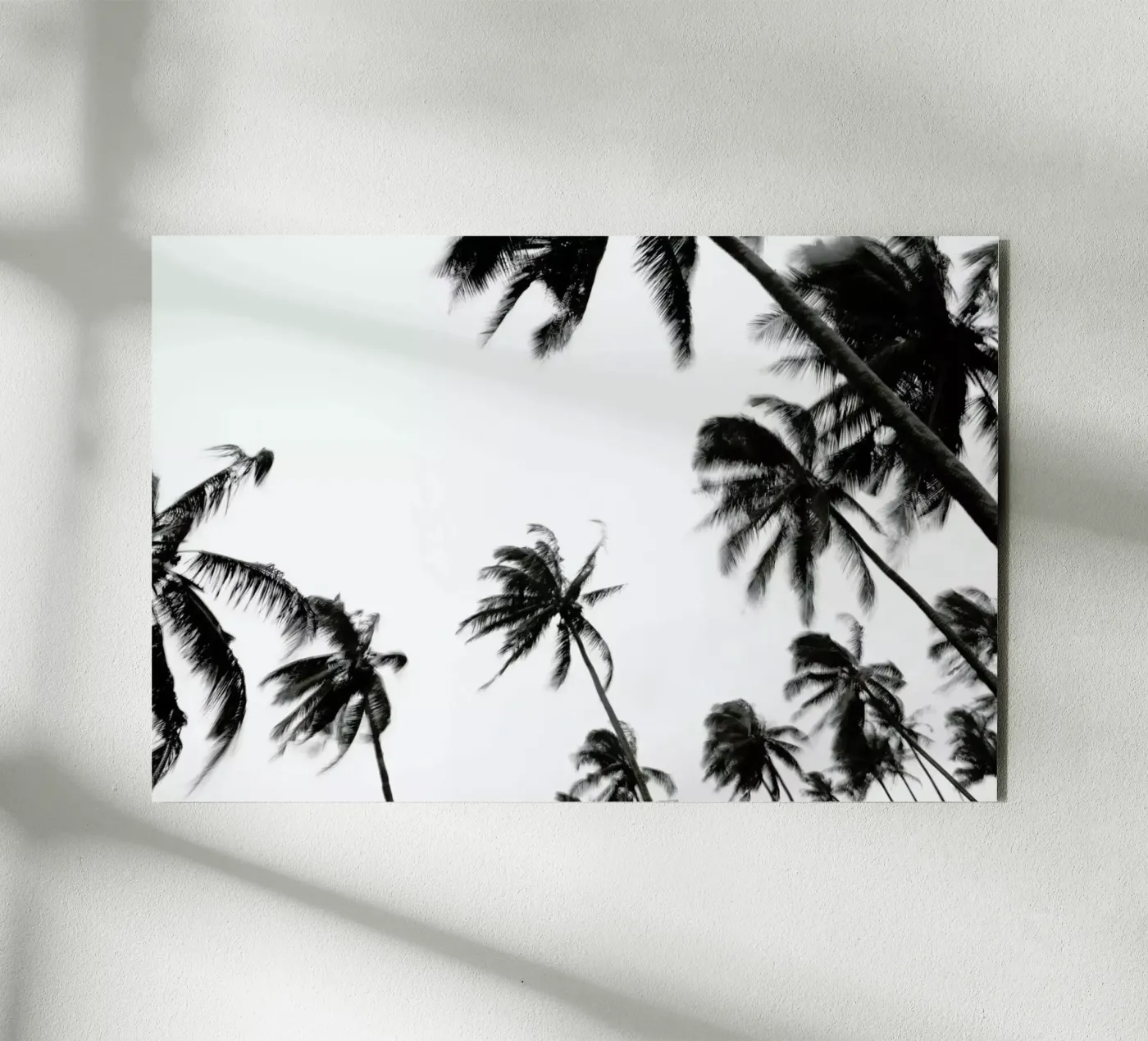 Pemba Palms pannello forex da Shot By Clint