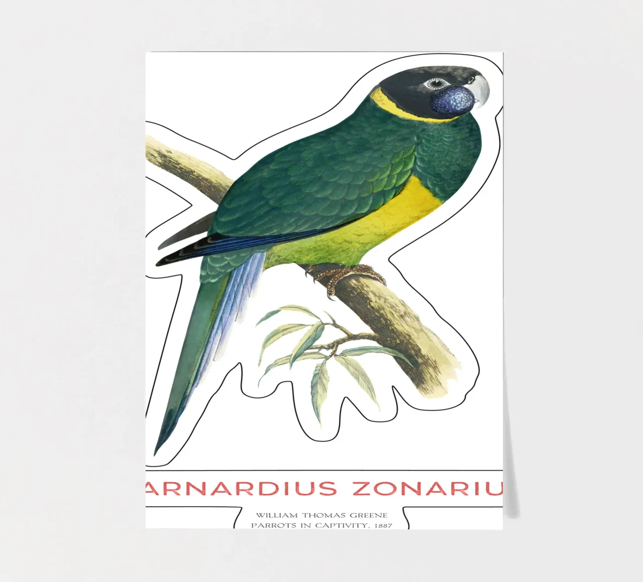 Ringneck australiano o Barnardius zonarius foglio adesivo da Vintagrafica