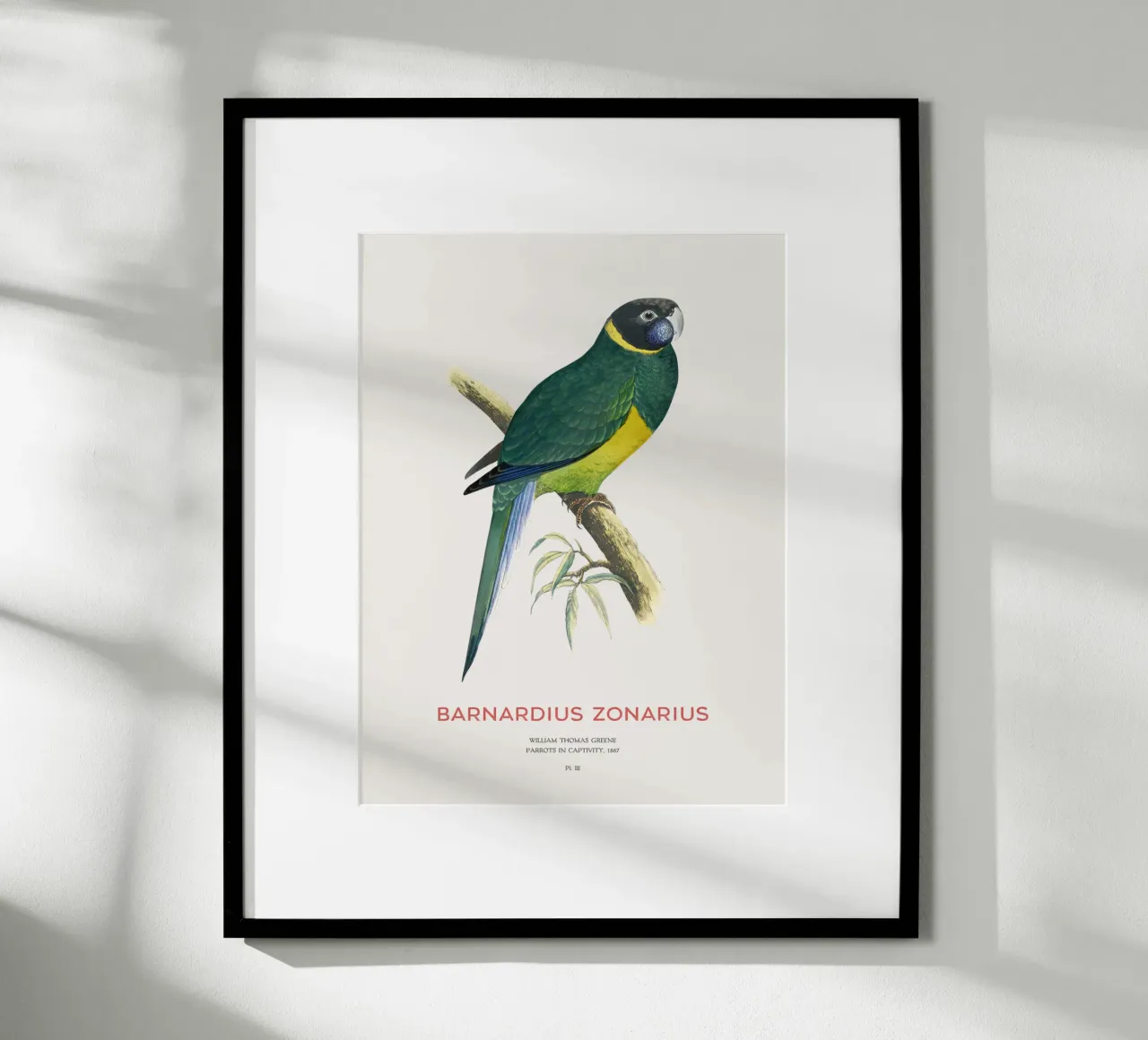 Ringneck australiano o Barnardius zonarius carta hahnemühle da Vintagrafica
