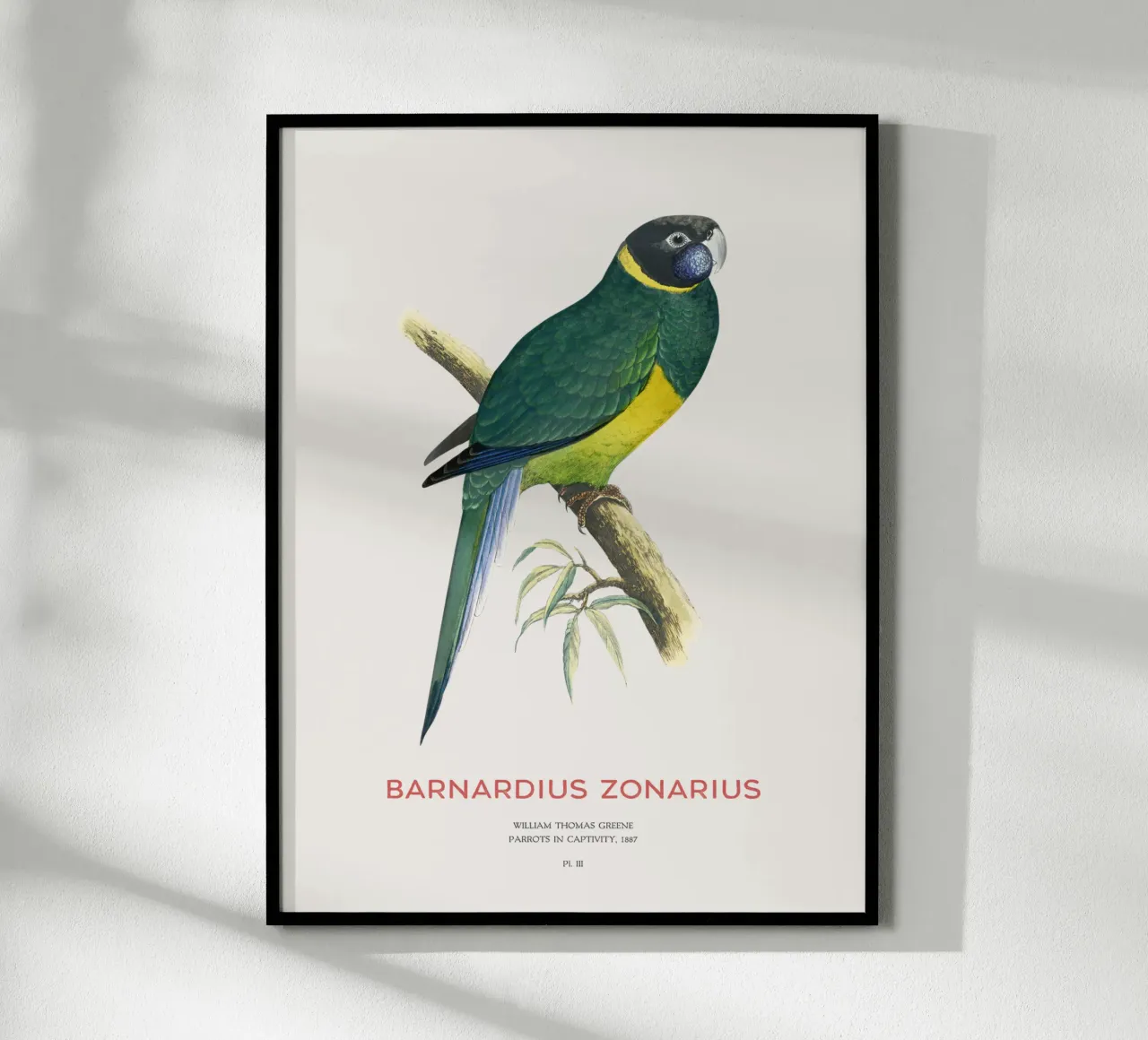 Ringneck australiano o Barnardius zonarius carta hahnemühle da Vintagrafica