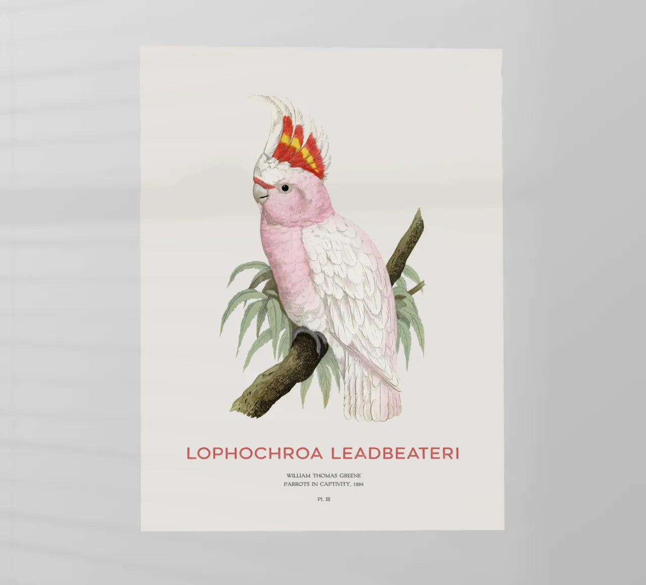 Cacatua rosa o Lophochroa leadbeateri pellicola backlit da Vintagrafica