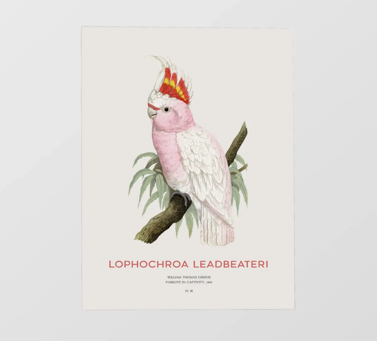 Cacatua rosa o Lophochroa leadbeateri pellicola backlit da Vintagrafica