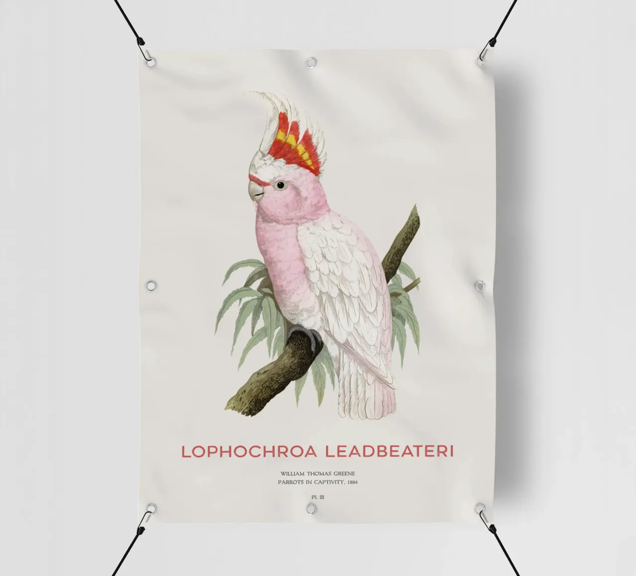 Cacatua rosa o Lophochroa leadbeateri telo in pvc da Vintagrafica