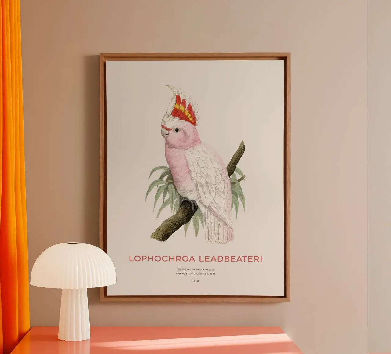 Rosa Kakadu oder Lophochroa leadbeateri Leinwand mit Schattenfugenrahmen von Vintagrafica