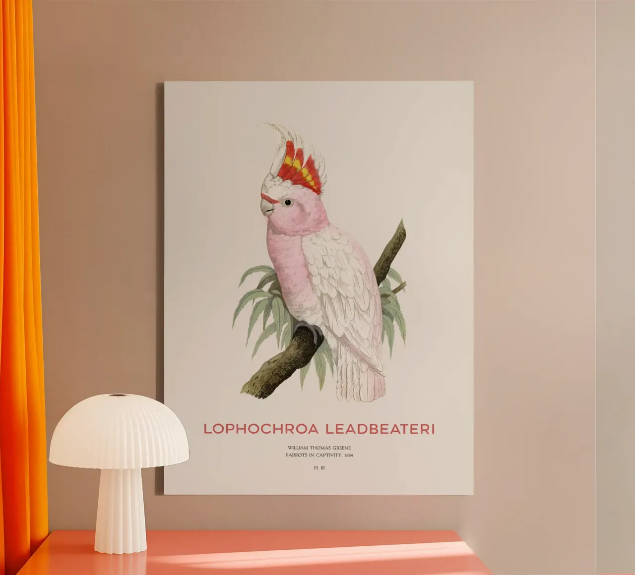 Rosa Kakadu oder Lophochroa leadbeateri Leinwand mit Schattenfugenrahmen von Vintagrafica