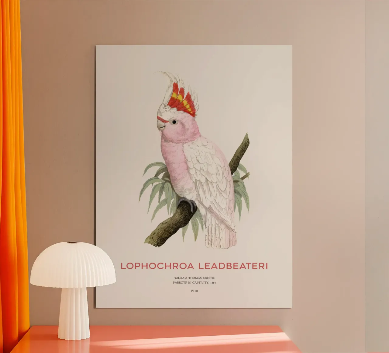 Cacatua rosa o Lophochroa leadbeateri carta hahnemühle da Vintagrafica