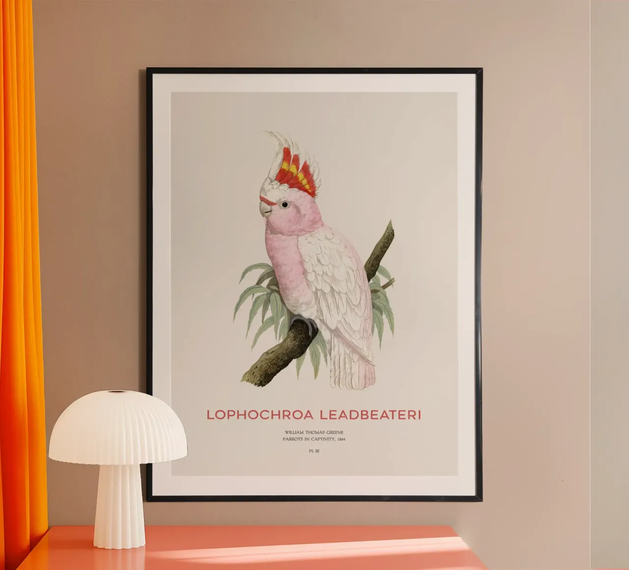 Cacatua rosa o Lophochroa leadbeateri carta hahnemühle da Vintagrafica