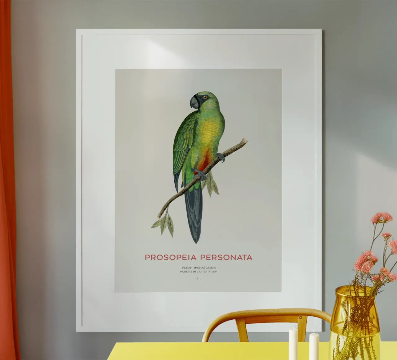 Pappagallo splendente mascherato o Prosopeia personata carta hahnemühle da Vintagrafica