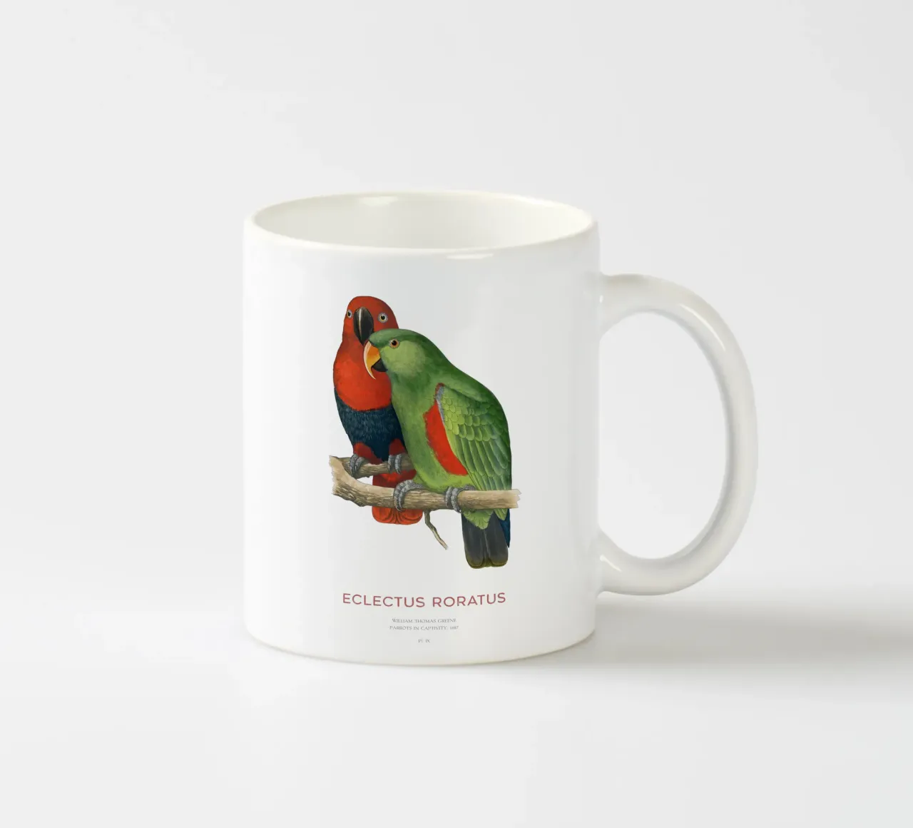 Ecletto delle Molucche o Eclectus roratus tazza in ceramica da Vintagrafica