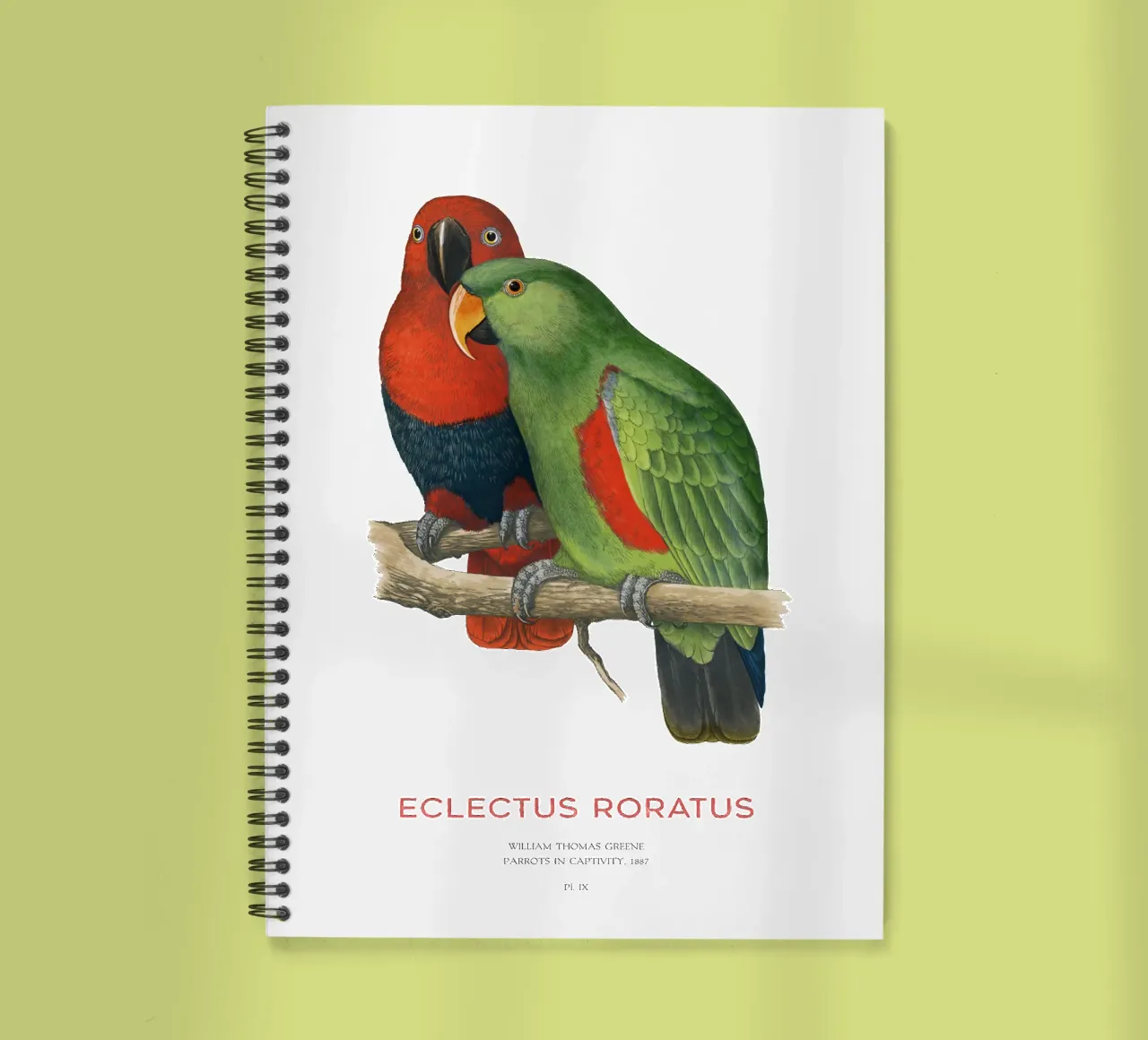 Moluccan eclectus or Eclectus roratus spiral notebook by Vintagrafica