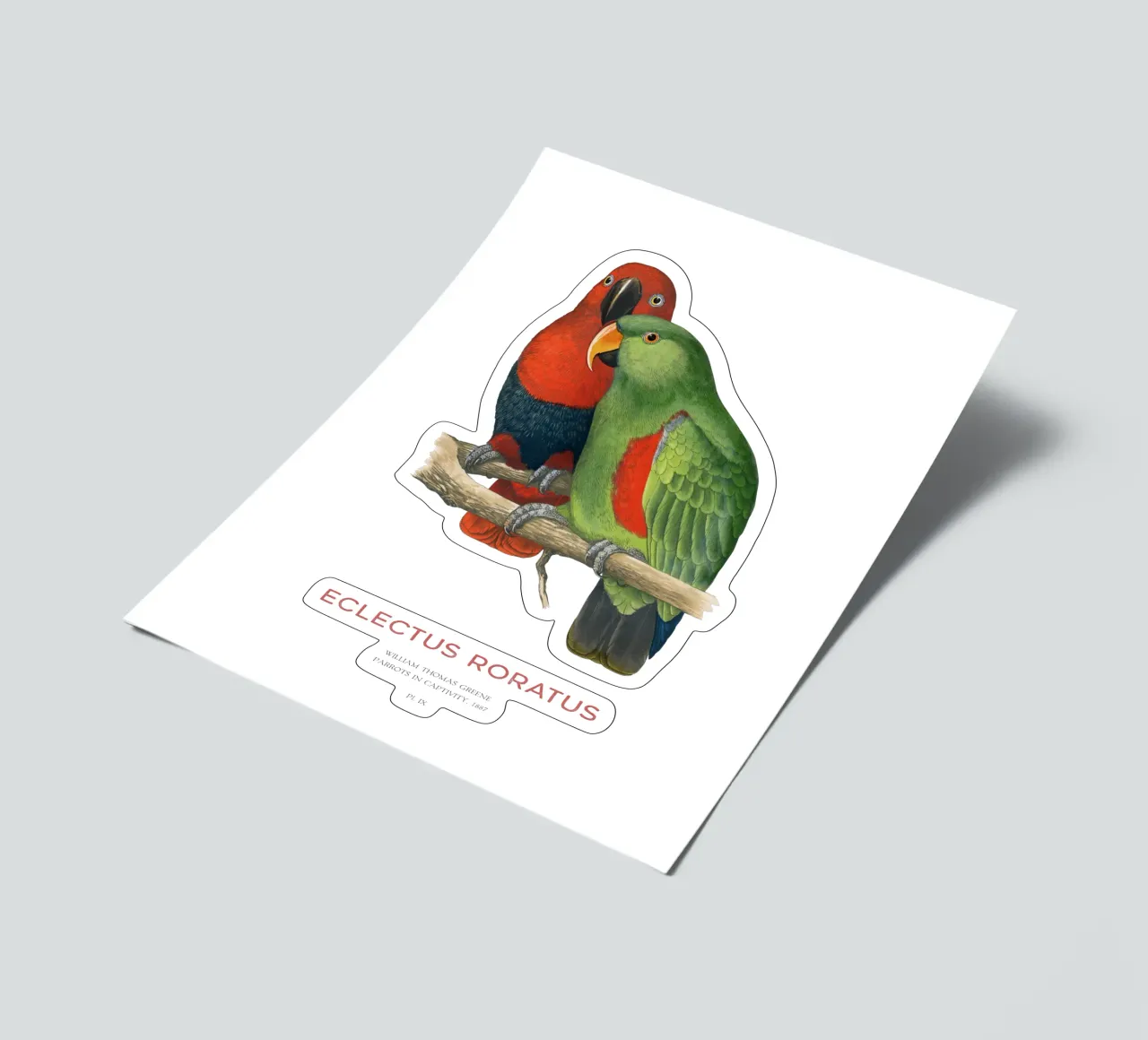Molukken-Eklektus oder Eclectus roratus Stickerbogen von Vintagrafica