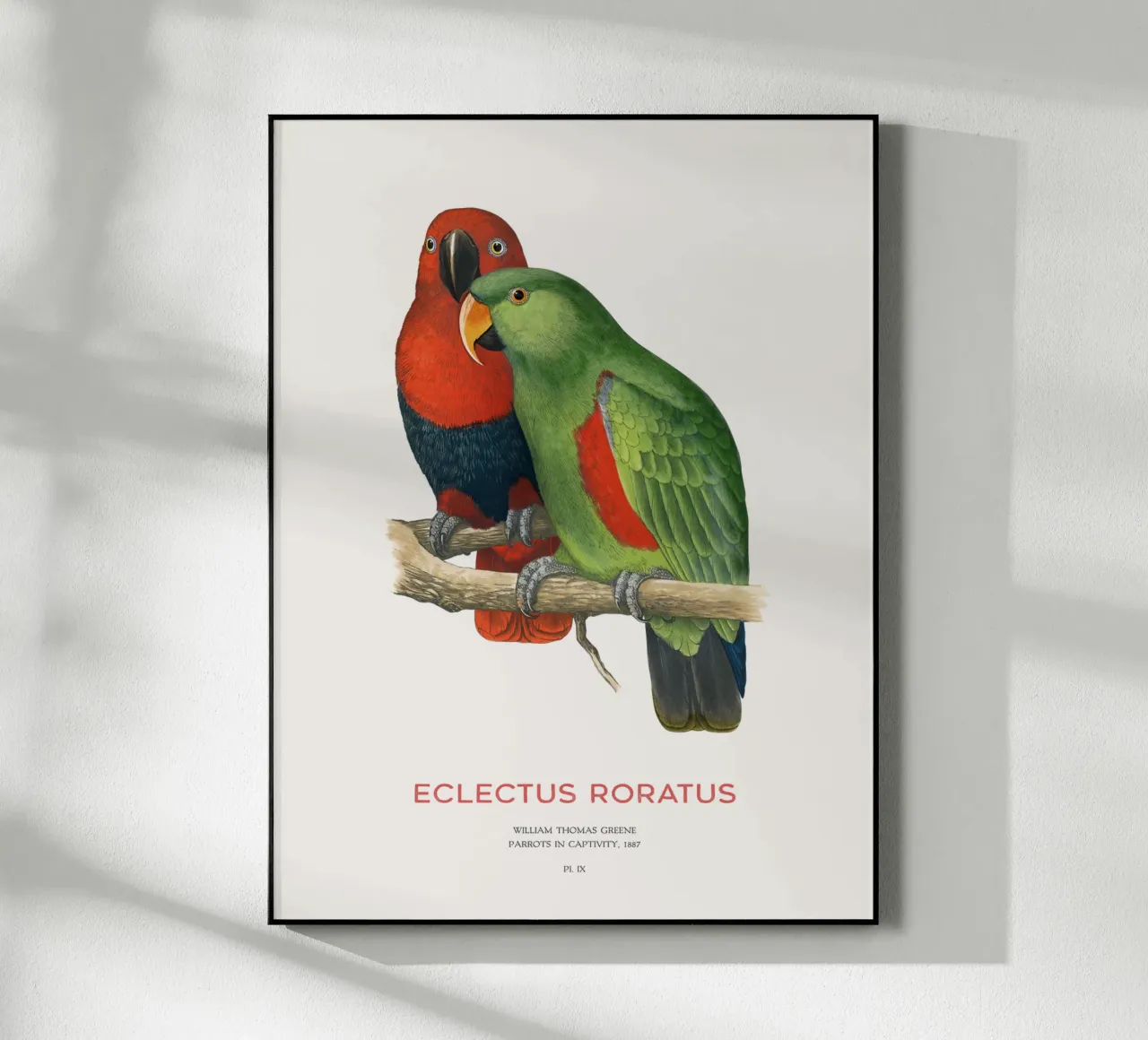 Ecletto delle Molucche o Eclectus roratus plexiglass da Vintagrafica