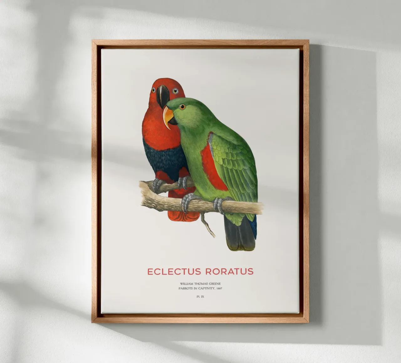 Ecletto delle Molucche o Eclectus roratus tela con Cornice a cassetta da Vintagrafica