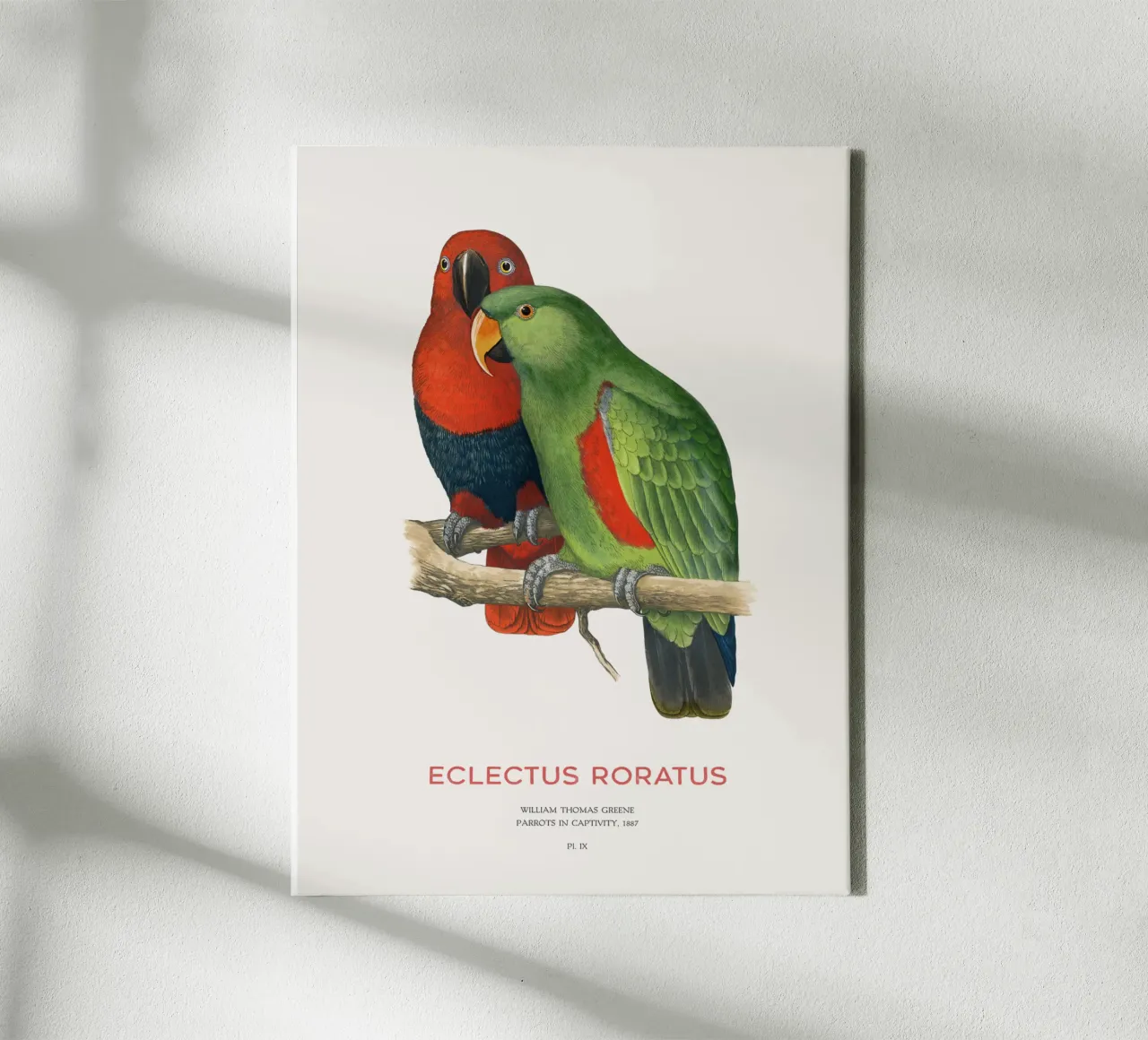 Ecletto delle Molucche o Eclectus roratus tela con Cornice a cassetta da Vintagrafica