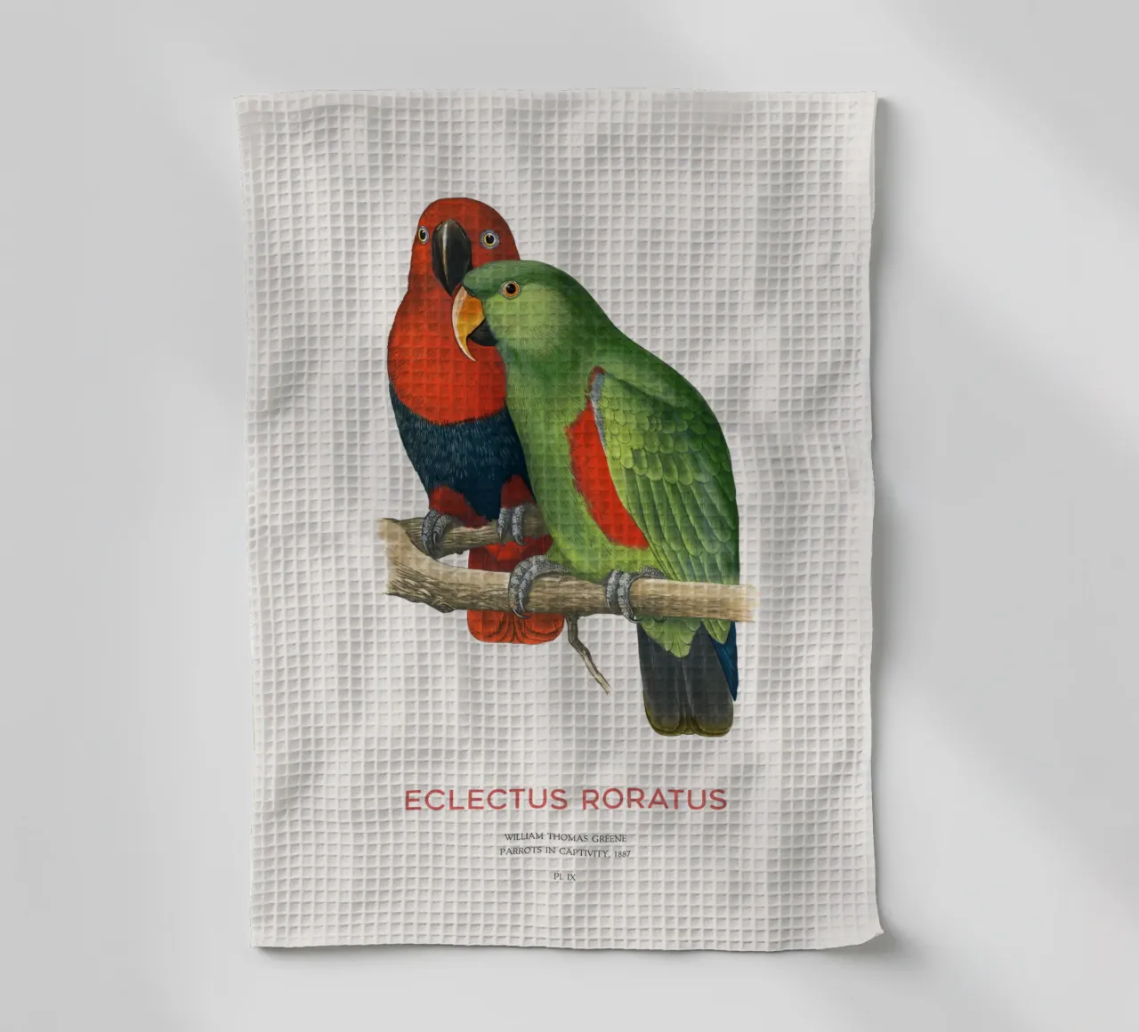 Ecletto delle Molucche o Eclectus roratus canovaccio da cucina da Vintagrafica