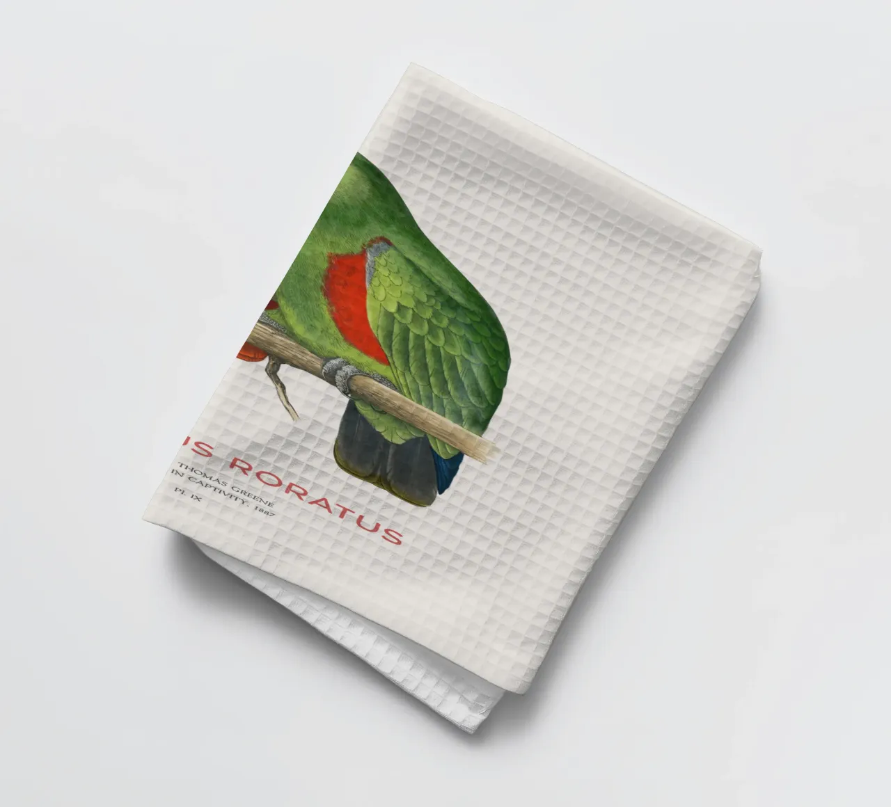 Ecletto delle Molucche o Eclectus roratus canovaccio da cucina da Vintagrafica